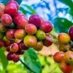 ethio coffee3