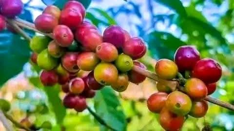 ethio coffee3