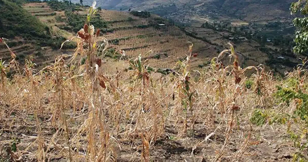 El Niño Forecast to Wreak Havoc on Ethiopian Agriculture in Coming Months