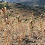 El Niño Forecast to Wreak Havoc on Ethiopian Agriculture in Coming Months