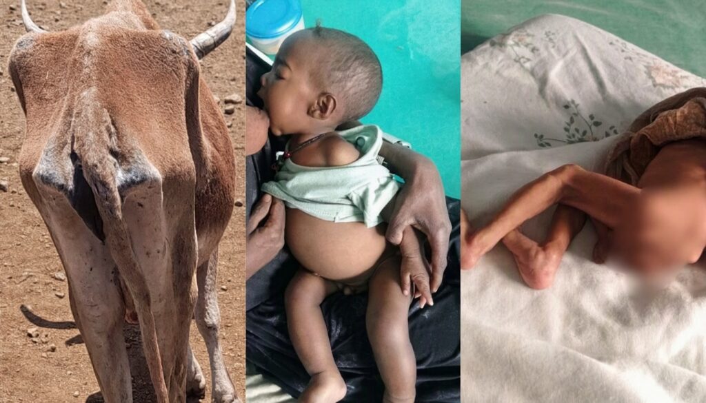 Severe Drought and Ongoing Conflict Push Millions to the Brink of Starvation in Amhara and Tigray